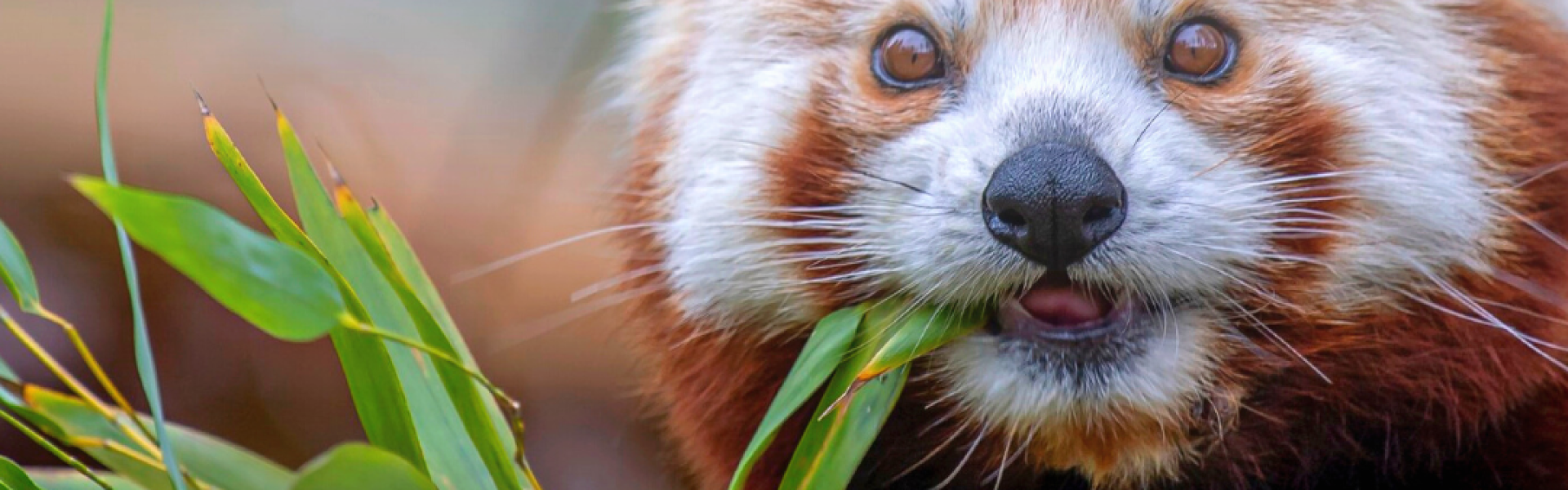 Tule töihin Ähtäri Zoohon